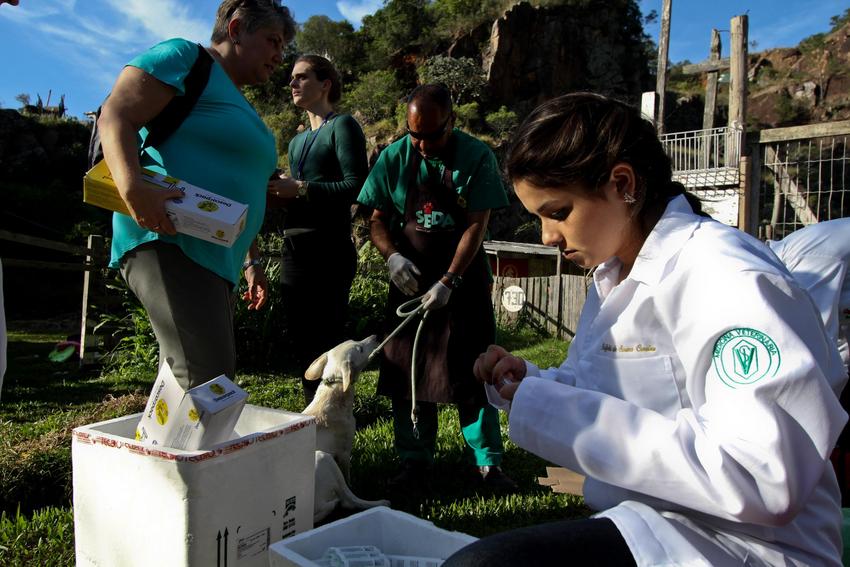 Unidade de Medicina Veterinária (UMV) realiza atendimento de animais comunitários na Vila das Laranjeiras