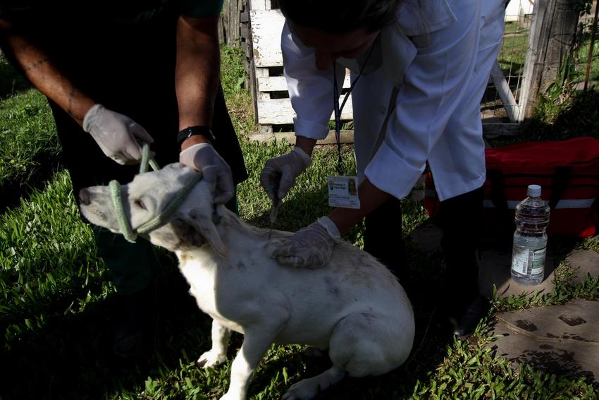 Unidade de Medicina Veterinária (UMV) realiza atendimento de animais comunitários na Vila das Laranjeiras