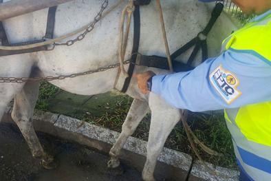 Agentes da EPTC recolhem cavalo vítima de maus tratos