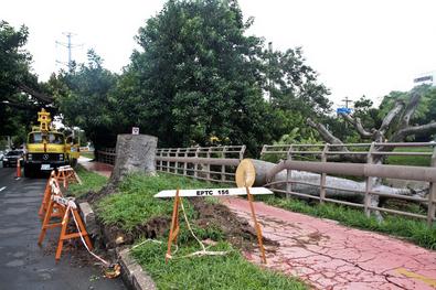 Retirada de árvore que caiu na av. Ipiranga - Local: entre a av. Ramiro Barcelos e rua Santana – próximo ao Palácio da Polícia