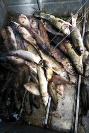 Reserva do Lami apreende materiais de pesca proibidos