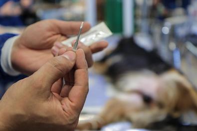 Animais Comunitários da Vila Pinto recebem cuidados da Seda Local: Unidade de Medicina Animal (UMV) 