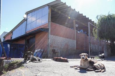 Animais Comunitários da Vila Pinto recebem cuidados da Seda Local: Unidade de Medicina Animal (UMV) 
