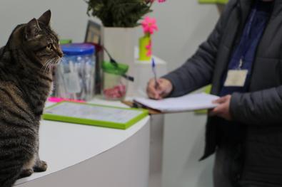 Procon e Direitos Animais realizam fiscalização de pet shops