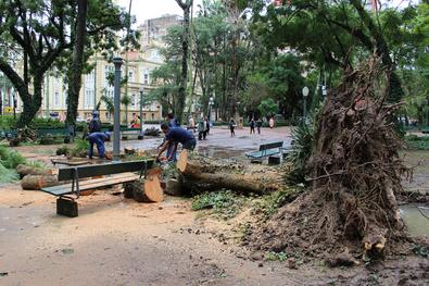 Equipes da SURB retiram árvore caída sobre passeio na Praça da Alfândega nesta quinta-feira, 8