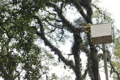 Equipes da SMSurb removem árvore com risco de queda Local: Praça Dom Feliciano