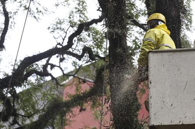 Equipes da SMSurb removem árvore com risco de queda Local: Praça Dom Feliciano