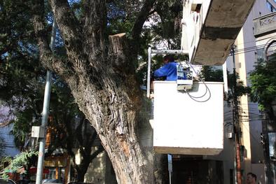 Secretaria de Serviços Urbanos realiza poda de árvores no Brique da Redenção