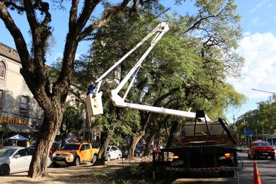 Secretaria de Serviços Urbanos realiza poda de árvores no Brique da Redenção