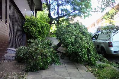 Smurb remove árvores caídas - Local: Rua Santo Inácio - bairro Moinhos de Vento