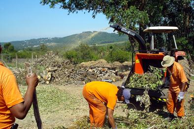 Restos de vegetação recolhidas das ruas são reaproveitados na compostagem pelo DMLU