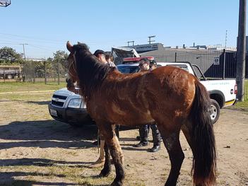 EPTC e Polícia Civil fazem operação para coibir maus tratos a cavalos