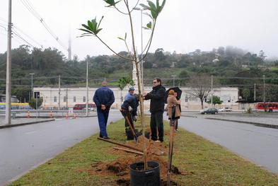 Smams realiza plantio de árvores na Rua Fernanda Lucio da Costa – rua Fernandão