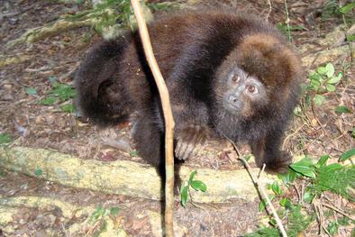 Ação da Equipe de Fauna Silvestre da Smams