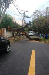 Árvore de grande porte caiu na Rua Eça de Queiroz, no bairro Petrópolis