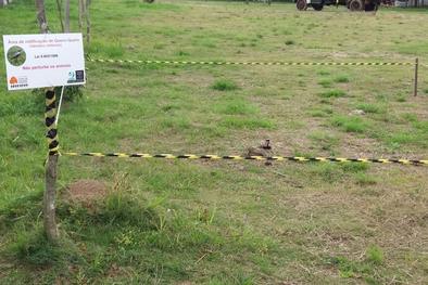 Ninhos de aves silvestres foram isolados em parque da Capital