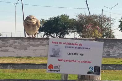 Ninhos de aves silvestres foram isolados em parque da Capital