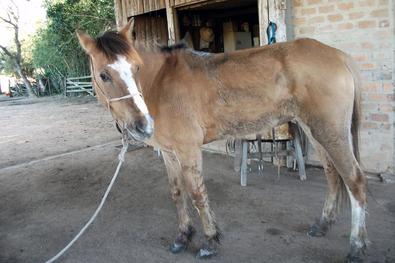 Dolores é um dos 35 cavalos abrigados atualmente na casa de acolhimento de animais da EPTC