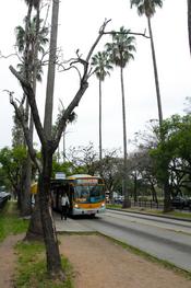 Jacarandás mortos com risco de queda serão retirados da Osvaldo Aranha