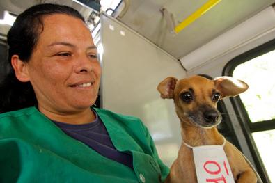Animais tratados pela Unidade de Medicina Veterinária (UMV) são devolvidos aos donos Local: Vila das Laranjeiras