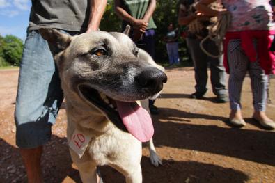 Animais tratados pela Unidade de Medicina Veterinária (UMV) são devolvidos aos donos Local: Vila das Laranjeiras