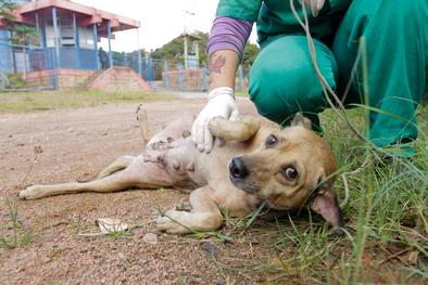 Animais tratados pela Unidade de Medicina Veterinária (UMV) são devolvidos aos donos Local: Vila das Laranjeiras