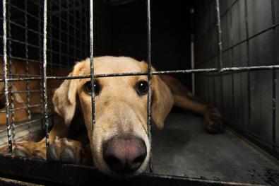 Animais tratados pela Unidade de Medicina Veterinária (UMV) são devolvidos aos donos Local: Vila das Laranjeiras
