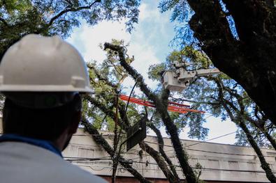 Equipes da SMsurb realizam trabalho conjunto com CEEE para retirada de árvore com risco de queda no bairro Floresta