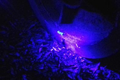 SMS, CGVS/Equipe de Fiscalização Ambiental verificam escorpiões sob luz infra vermelha Local: Ceasa Porto Alegre